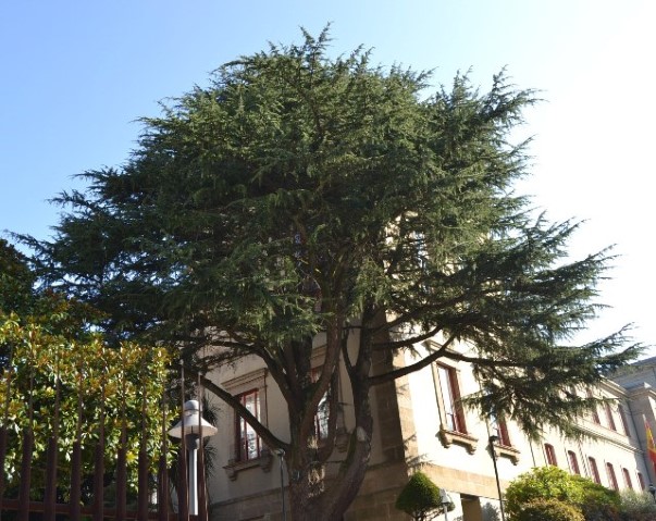 O Catálogo galego de árbores senlleiras incorpora un cedro atlántico do xardín do Parlamento de Galicia